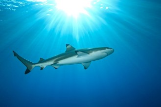 Picture of Blacktip Reef Shark