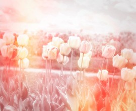 Picture of Tulips Field