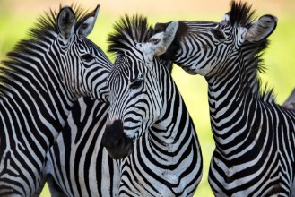 Bild på Zebras kissing and huddling