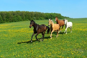Afbeeldingen van Horse