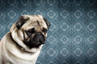 Bild på Sad Pug