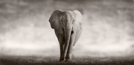 Image de Elephant