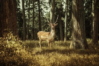 Picture of Deer