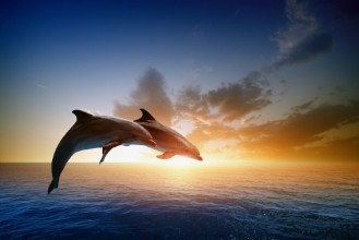 Image de Dauphins sautant