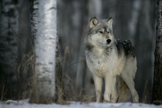 Afbeeldingen van Grey wolf Canis lupus