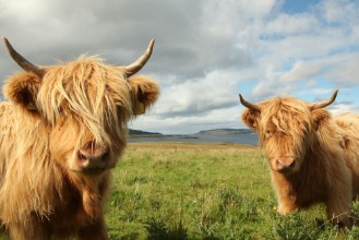 Image de Close up of scottish highland cow in field