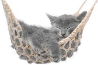 Bild på Cute Kitten in Hammock