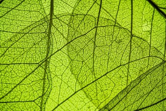 Afbeeldingen van Green leaf texture - in detail