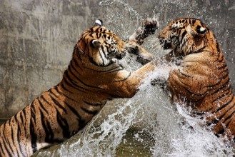 Image de Tiger Battle