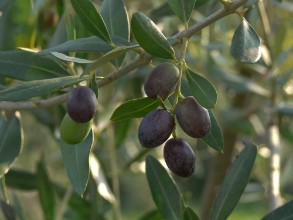 Picture of Olive nere