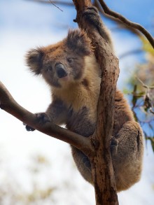 Afbeeldingen van Koala in Great Ocean Road Victoria Australia