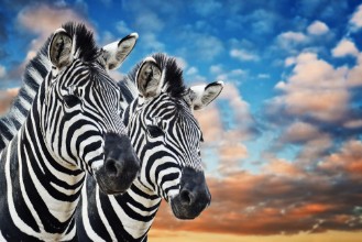 Picture of Zebras in the wild