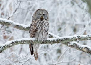 Bild på Great Grey Owl Strix nebulosa perched in a tree