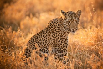 Pilt Leopard at Sunset