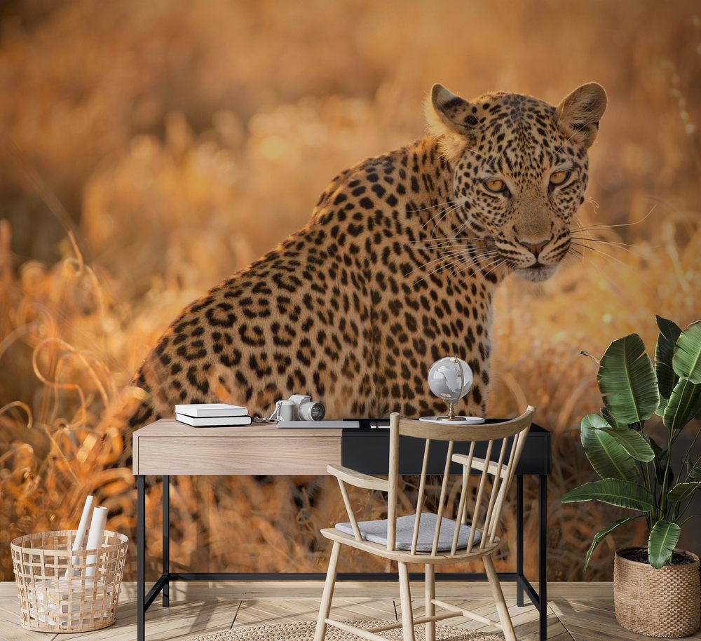 Picture of Leopard at Sunset
