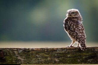 Bild på A UK wild Little Owl