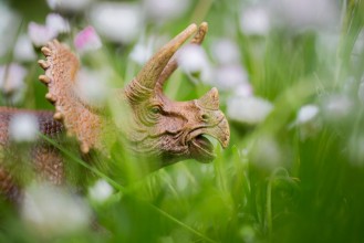 Bild på Triceratops in Wiese