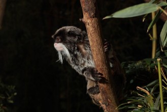 Afbeeldingen van Climbing Emperor Tamarin