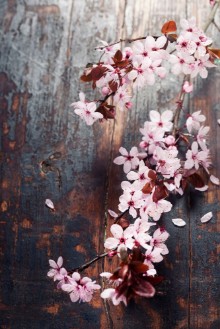 Picture of Spring Cherry blossoms