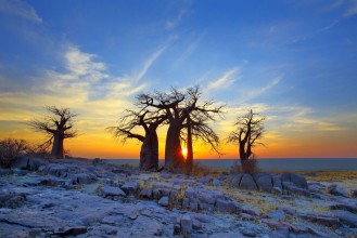 Picture of Baobabs on Kubu at Sunrise