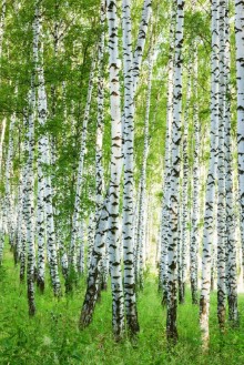 Poza cu Forest birch