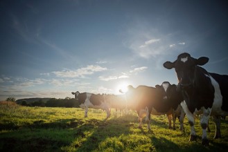 Picture of Your Not From Around Here