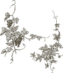 Picture of Grapevine