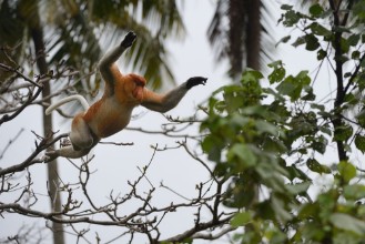 Afbeeldingen van Jump