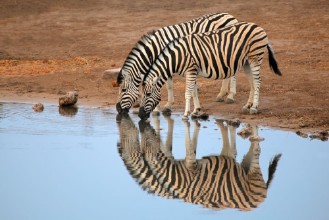 Afbeeldingen van Plains Zebras drinking water Etosha National Park