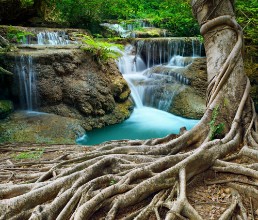 Afbeeldingen van Banyan tree and limestone waterfalls in purity deep forest use n