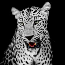 Immagine di Leopard portrait