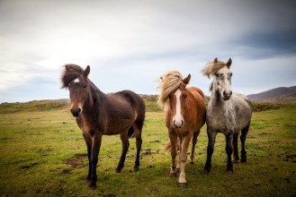 Afbeeldingen van Drei