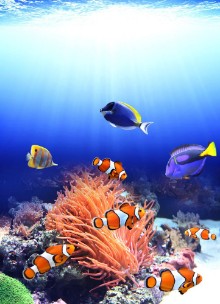 Picture of Sea anemone and clown fish
