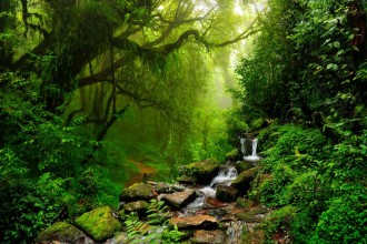 Picture of Selva de Nepal
