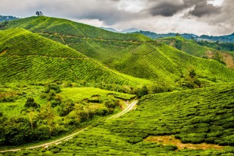 Picture of Green Tea Plantation with Path Cameron Highlands Malaysia