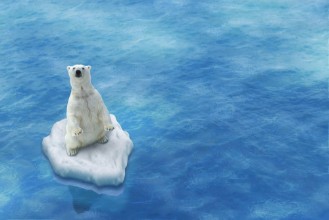 Bild på Ours Blanc  Fonte des glaces
