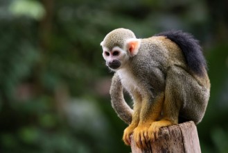 Ritratt ta’ Squirrel Monkey on Stump