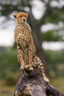 Bild på Cheetah on the tree