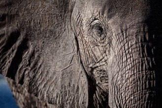 Picture of Elephant