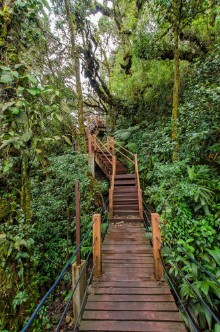 Picture of Mossy Forest of Gunung Brinchang Cameron Highlands Malaysia
