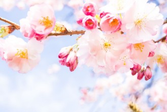 Imagem de OLYMPUS DIGITAL CAMERA