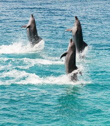 Afbeeldingen van Bottlenose dolphins II