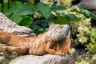 Picture of Large iguana