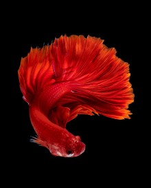 Picture of Red siamese fighting fish