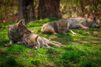 Picture of Pack of Coyotes Sleeping and Resting in Forest