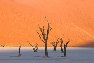 Bild på Dead Vlei in der Namib