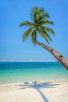 Picture of Leaning palm tree over a beach with turquoise sea