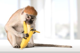 Bild på Monkey Banana Primate