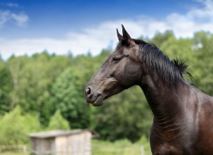 Bild på Ko polski portret