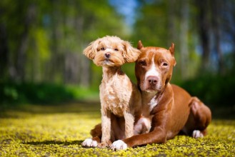 Bild på American Pit Bull Terrier